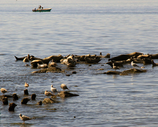 The Seals of Sandy Hook